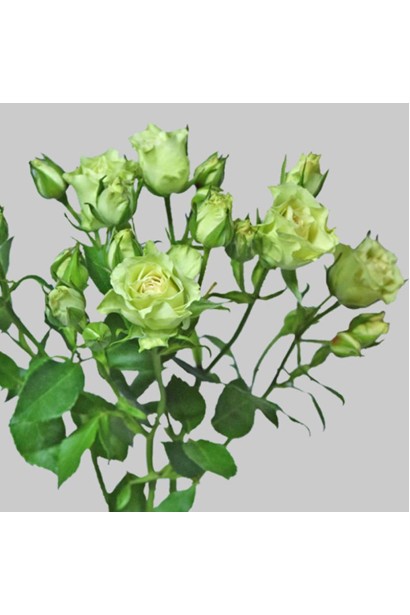 Троянда бордюрна Лувіана